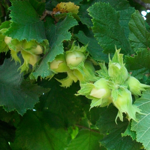 Саженцы фундука