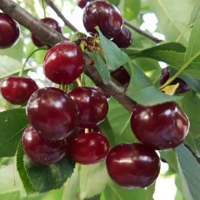 Дюк СЛАВЯНКА в Видном