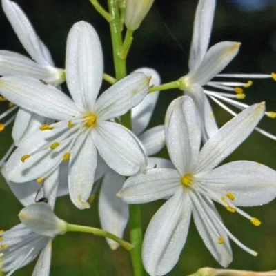 Венечник ветвистый в Видном