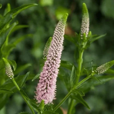 Вероника ФЕСТ ЧОЙС длиннолистная в Видном