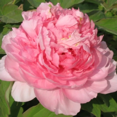 Пион ИМПЕРАТОРСКАЯ НАЛОЖНИЦА древовидный в Видном