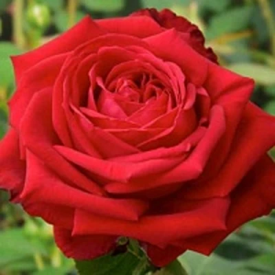 саженцы розы Софи Лорен