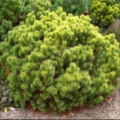 Ель ДАНС ДВАРФ обыкновення в Видном