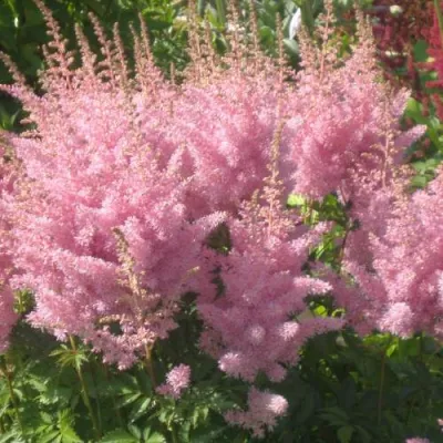 Астильба ЭДЕНС ОДИССЕЙ Арендса в Видном