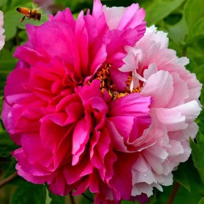 Пион ДВЕ СЕСТРЫ древовидный в Видном