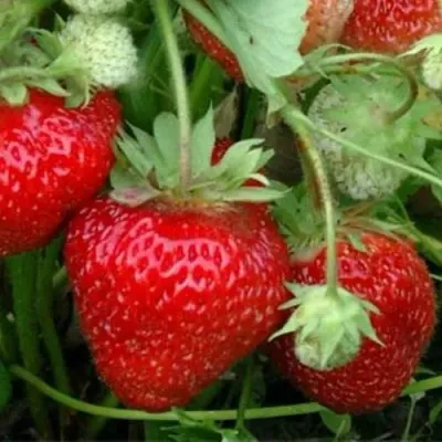 Клубника КОРОНА в Видном
