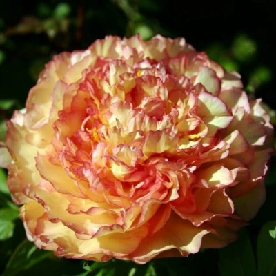 Пион ЗОЛОТАЯ РОССЫПЬ древовидный в Видном