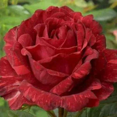 саженцы розы Ред Интуинш