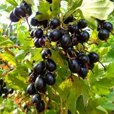 Смородина золотистая ОВАЛЬНАЯ в Видном