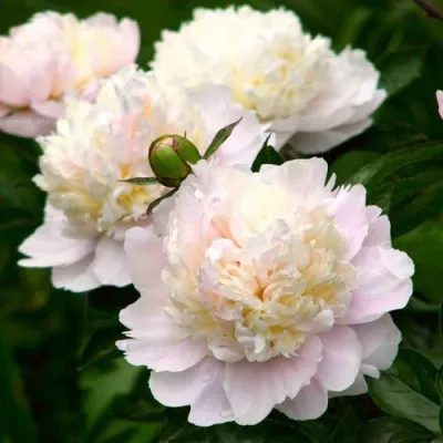 Пион ШИРЛИ ТЕМПЛ травянистый в Видном