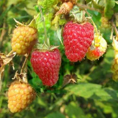 Малина РАДЗИЕВА в Видном