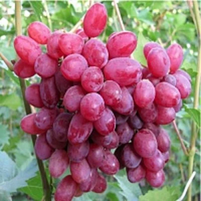 виноград кишмиш Велес