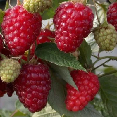 Малина ЭЛЕГАНТНАЯ в Видном