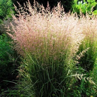 Молиния ФОНТЕЙН тростниковая в Видном