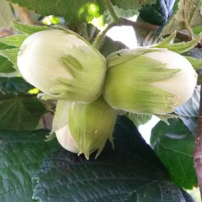 Фундук ЮННАТ в Видном