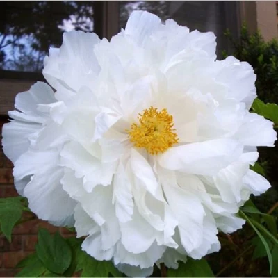 Пион БЕЛЫЙ НЕФРИТ древовидный в Видном