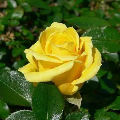 Роза ПАПИЛОН чайно-гибридная в Видном