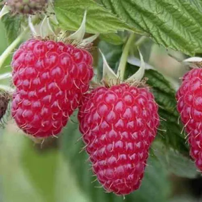 Малина ТУЛАМИН в Видном