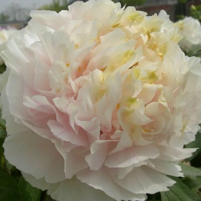 Пион ЗОЛОТОЙ ИЗУМРУД древовидный в Видном