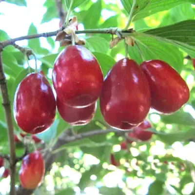 Кизил ЛУКЬЯНОВСКИЙ в Видном