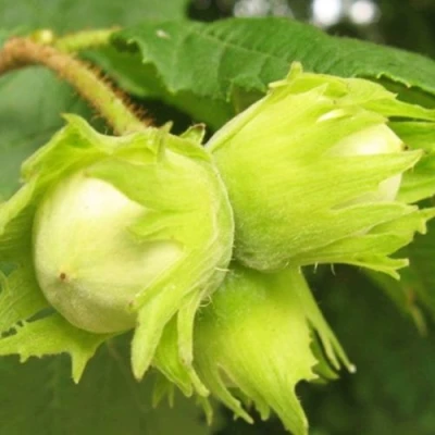 Фундук КАТАЛОНСКИЙ в Видном