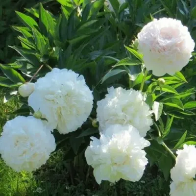 Пион МУН ОВЕР БАРРИНГТОН травянистый в Видном