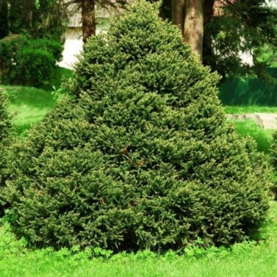 Ель ОЛЕНДОРФИ обыкновенная в Видном