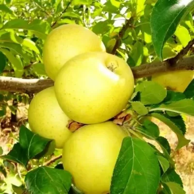 Яблоня ГОЛДЕН ДЕЛИШЕС в Видном