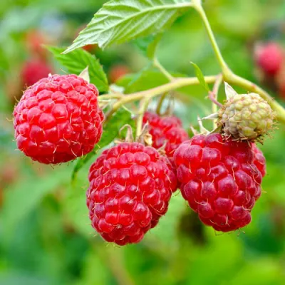 Малина РУБИФОЛ в Видном