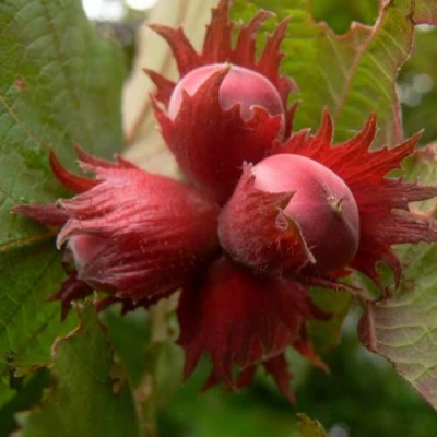 Фундук МОСКОВСКИЙ РУБИН в Видном