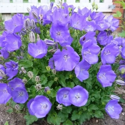 Колокольчик САНТА карпатский в Видном