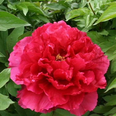 Пион АРОМАТНОЕ ВОСПОМИНАНИЕ древовидный в Видном