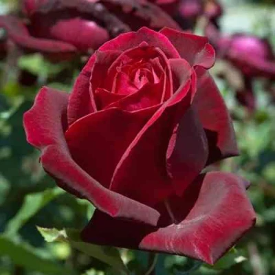 саженцы роз папа мейян