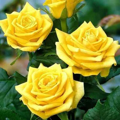 Роза ПАПИЛОН чайно-гибридная в Видном