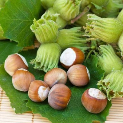 Фундук КРЕПКИЙ ОРЕШЕК в Видном