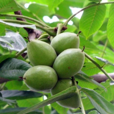 Орех маньчжурский МИЧУРИНЕЦ в Видном