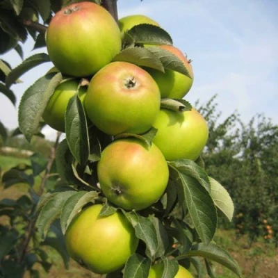 Яблоня ЛУКОМОР колонновидная в Видном