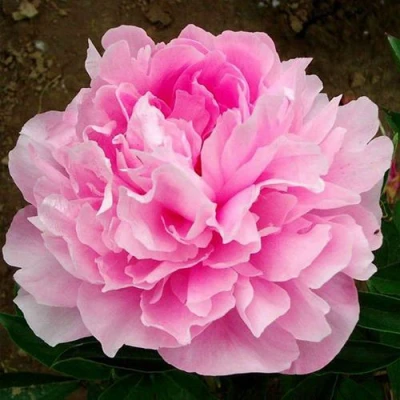 Пион ЛЕТЯЩИЙ ЖУРАВЛЬ травянистый в Видном