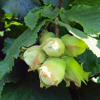 Фундук ТАМБОВСКИЙ РАННИЙ в Видном