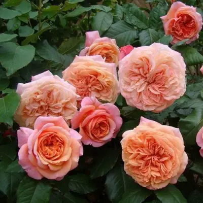 Роза ЧИППЕНДЕЙЛ чайно-гибридная в Видном