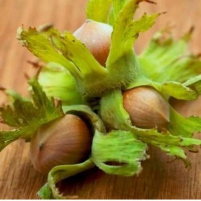 Фундук ГИГАНТ ТАМБОВСКИЙ в Видном