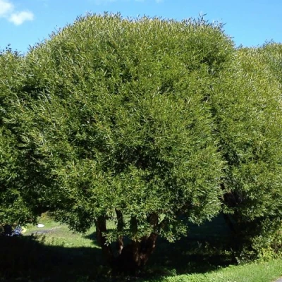 Ива ломкая  в Видном