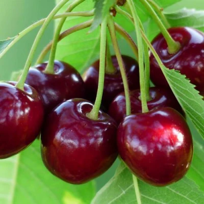 Дюк ЖИВИЦА (ЧЕРЕВИШНЯ) в Видном