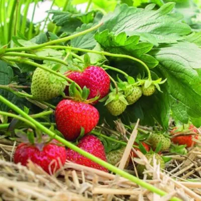 Клубника ЭЛЬСАНТА в Видном