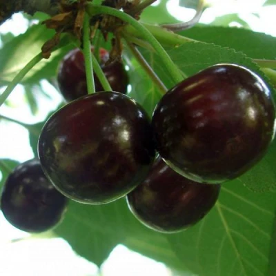 Дюк КСЕНИЯ (ЧЕРЕВИШНЯ) в Видном