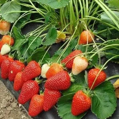 Клубника РОКСАНА в Видном