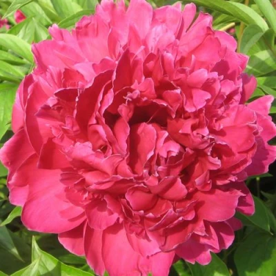 Пион ПУРПУРНЫЙ ФЕНИКС травянистый в Видном