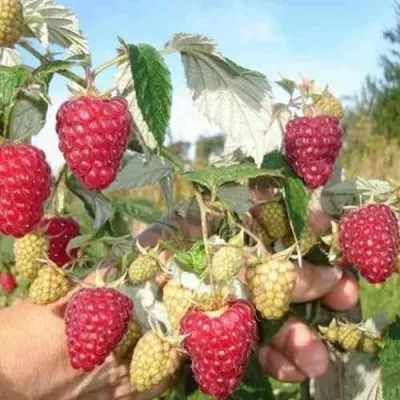 Малина ЖАР-ПТИЦА в Видном
