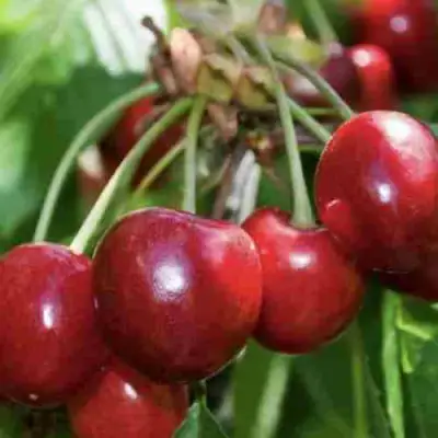 Дюк ИГРУШКА в Видном