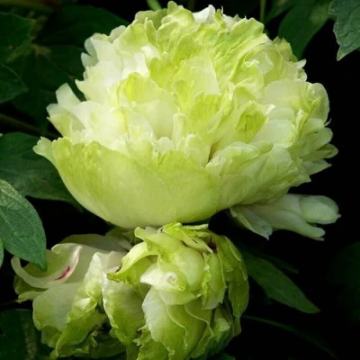 Пион ЗЕЛЕНЫЙ ШАР древовидный в Видном